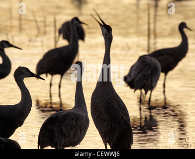 La grue, Bosque del Apache, Nouveau Mexique USA Banque D'Images