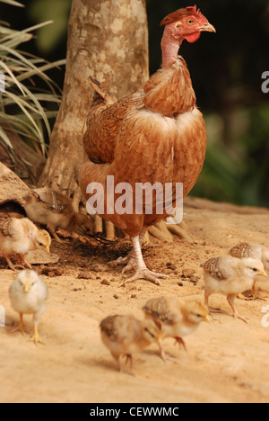 Yeux - une mère poule avec ses petits poussins Banque D'Images
