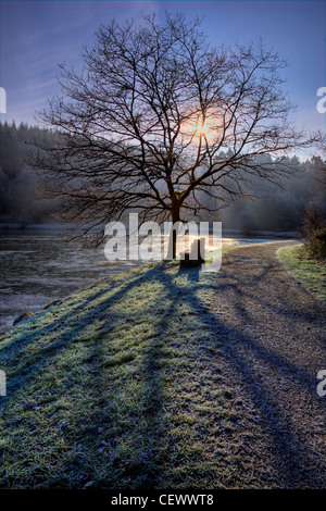 Un arbre silhouette sur le soleil qui se lève sur un matin glacial à Mallard's Pike Parkend près dans la forêt de Dean. Les lacs de Banque D'Images