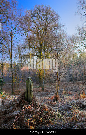 Couvert de gel dans un bois près de Cannop bracken étangs dans la forêt de Dean. Ce bassin était alimenté par une mine locale et Banque D'Images