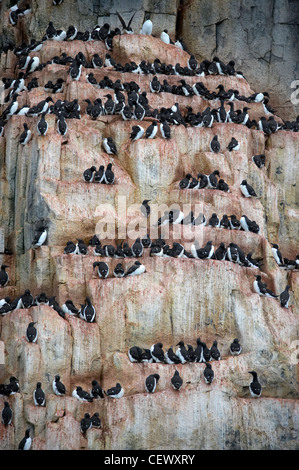 Bruennich Alkefjellet de guillemots, falaise d'oiseaux, Svalbard, Norvège Banque D'Images