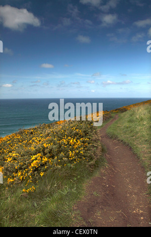 Un chemin qui longe la falaise entre Newquay et Mawgan Porth sur la côte de Cornouailles. Banque D'Images