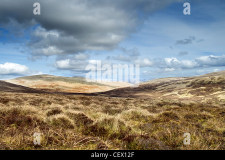 Dans les prairies ouvertes Country Estate Drumlanrig. Banque D'Images