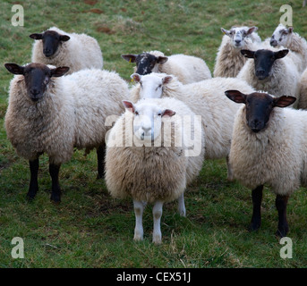 Un troupeau de moutons dans la vallée de l'Breamish sur le bord est du Parc National de Northumberland. Banque D'Images