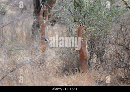 Au Kenya, la réserve nationale de Samburu, Kenya, Gerenuk (Litocranius walleri), AKA Gazelle girafe de manger les feuilles d'un arbre Banque D'Images