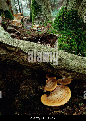 Champignons - polyporus squamosus dryades (Selle) croissant dans les bois. Banque D'Images