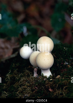 Champignons - Vesse-de-commune (Lycoperdon perlatum). Banque D'Images