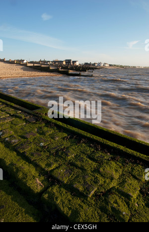 Une vue de la plage à Whitstable à partir de la jetée a couvert de mauvaises herbes de mer Banque D'Images