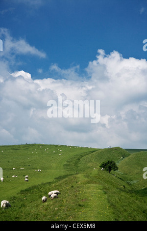 Les marcheurs et les moutons sur la façon Wansdyke chemin dans le Wiltshire. Banque D'Images