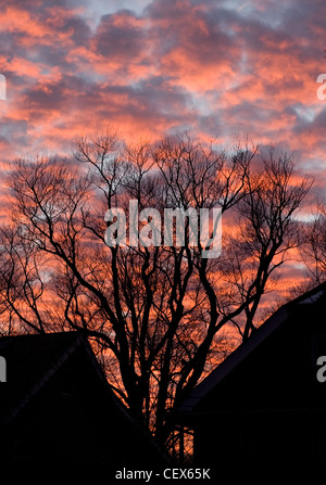 Un coucher de soleil sur Lakewood, Ohio peint les nuages et le ciel en rouge et orange et des silhouettes d'arbres sur une journée d'hiver. Banque D'Images