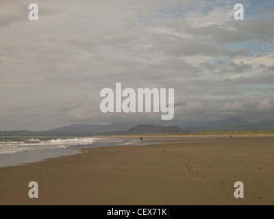 Promenade de chiens le long de la plage de sable à Harlech. Banque D'Images
