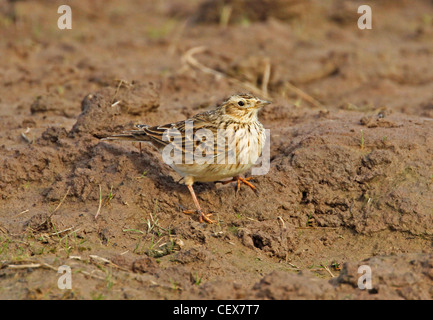 Skylark sur le terrain Banque D'Images