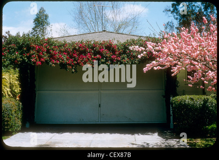 Au cours de la floraison des fleurs de porte de garage maison de banlieue à Fullerton en Californie du Sud architecture housing Banque D'Images