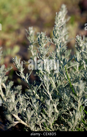 La grande absinthe (Artemisia maritima / Seriphidium maritimum), mer des Wadden, Allemagne Banque D'Images