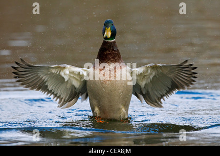 Canard sauvage / mallard (Anas platyrhynchos), mâle, battant des ailes sur le lac Banque D'Images