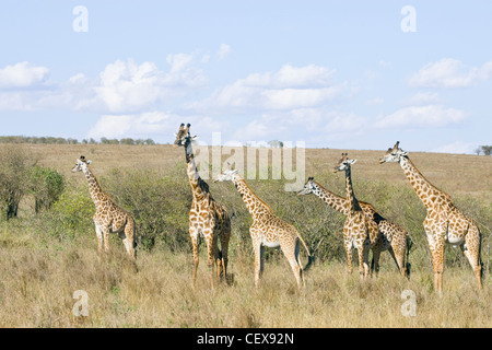 Groupe familial de Masai Giraffe Giraffa camelopardalis tippelskirchi, course. Le Masai Mara, Kenya. Banque D'Images