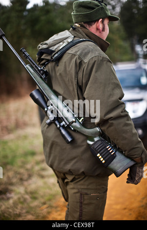 L'homme la chasse au chevreuil avec fusil dans la forêt de Thetford, UK Banque D'Images