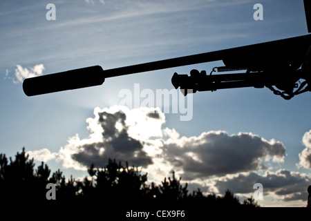 Des armes à feu dans la forêt de Thetford rétroéclairé, UK Banque D'Images
