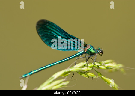 Beau mâle Demoiselle Demoiselle Calopteryx Virgo, de repos. Banque D'Images