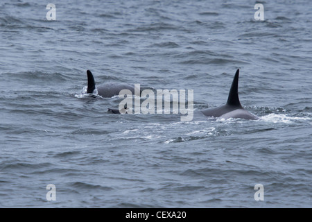 Deux épaulards migrateurs ou orques (Orcinus orca), cercle d'un marsouin de Dall (Phocoenoides dalli). Banque D'Images