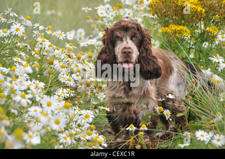 Un mignon petit cocker brun et blanc fait face à l'observateur, dans un champ de fleurs jaunes et blanches. Banque D'Images