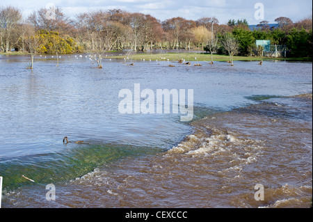 L'inondation du fleuve Spey à Garmouth, l'Ecosse en avril 2010 en raison de la fonte des neiges. Banque D'Images