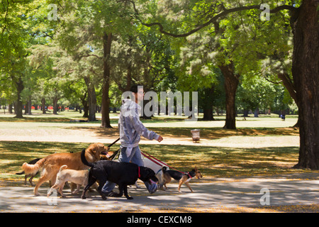 Professional Dog Walker dans un parc à Recoleta, Buenos Aires, Argentine Banque D'Images