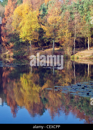 Horsepasture extérieure des arbres autour des marges dans la couleur en automne glorieux sur Cannock Chase AONB (région de beauté naturelle exceptionnelle) Banque D'Images