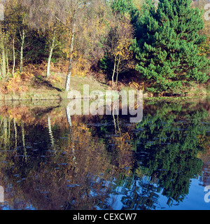 Horsepasture extérieure des arbres autour des marges dans la couleur en automne glorieux sur Cannock Chase AONB (région de beauté naturelle exceptionnelle) Banque D'Images