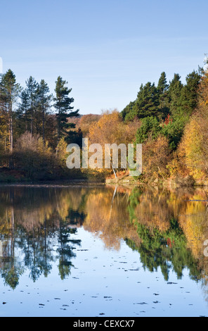 Horsepasture extérieure des arbres autour des marges dans la couleur en automne glorieux sur Cannock Chase AONB (région de beauté naturelle exceptionnelle) Banque D'Images