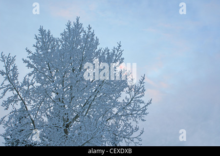 Des scènes d'hiver de Calgary, Alberta, Canada. La neige et le givre sur les branches d'arbres. Banque D'Images