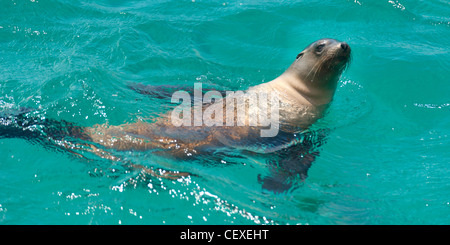 Les Galapagos (Arctocephalus galapagoensis) Nager dans l'océan Pacifique ; Galapagos, Equateur Banque D'Images