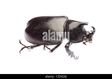 Scarab scarabée rhinocéros géant insecte Xylottrupes isolés Gédéon Banque D'Images