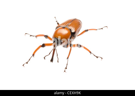 Charançon du palmier femelle brown, charançon Rhynchophorus ferrugineus, isolated on white Banque D'Images