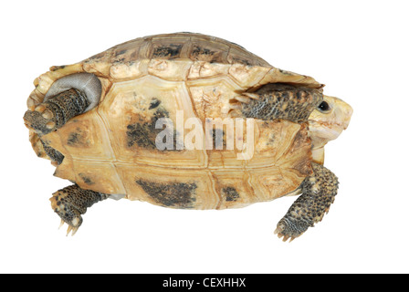 Tortue de compagnie elongata tortue allongée en blanc isolé Banque D'Images