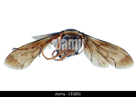 Insectes abeilles guêpes isolated on white Banque D'Images