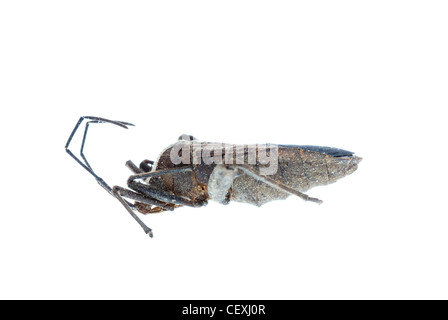 Stink bug insecte isolated on white Banque D'Images