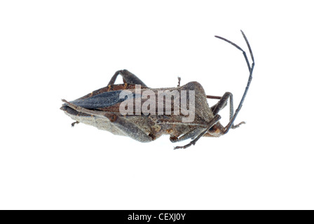 Stink bug insecte isolated on white Banque D'Images