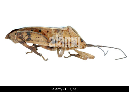 Stink bug insecte isolated on white Banque D'Images