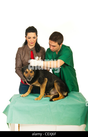 Nettoyage des oreilles de chien mâle de l'EFP et son maître chien soutien isolé sur fond blanc Banque D'Images