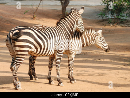 Couple sur la masse du zèbre zoo. Banque D'Images