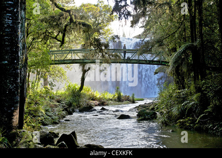 Whangarei Falls, sur la rivière Hatea, île du Nord, en Nouvelle-Zélande. Banque D'Images