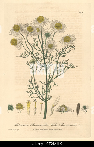 La camomille sauvage, Matricaria chamomilla. Banque D'Images