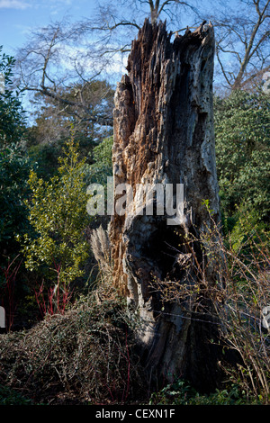 Un tronc d'arbre utilisé comme une caractéristique naturelle jardin Banque D'Images