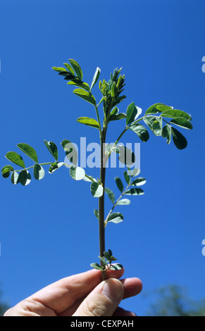 Italie Calabre , Rossano , récolte de racines de réglisse Glycyrrhiza glabra Réglisse d'une usine de confiserie à la réglisse Banque D'Images