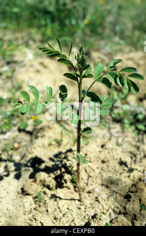 Italie Calabre , Rossano , récolte de racines de réglisse Glycyrrhiza glabra Réglisse d'une usine de confiserie à la réglisse Banque D'Images