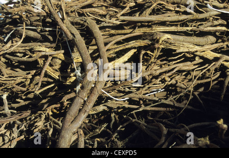 Italie Calabre , Rossano , récolte de racines de réglisse Glycyrrhiza glabra Réglisse d'une usine de confiserie à la réglisse Banque D'Images