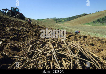 Italie Calabre , Rossano , récolte de racines de réglisse Glycyrrhiza glabra Réglisse d'une usine de confiserie à la réglisse Banque D'Images