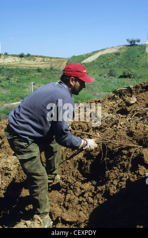 Italie Calabre , Rossano , récolte de racines de réglisse Glycyrrhiza glabra Réglisse d'une usine de confiserie à la réglisse Banque D'Images