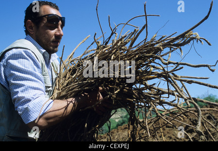 Italie Calabre , Rossano , récolte de racines de réglisse Glycyrrhiza glabra Réglisse d'une usine de confiserie à la réglisse Banque D'Images